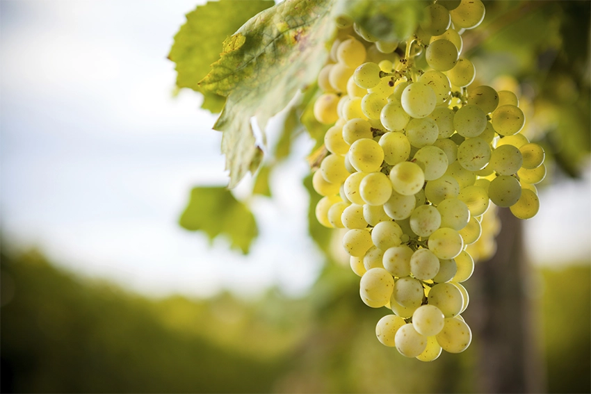 Cappadocia vineyard with grape varieties Emir and Narince in volcanic soil