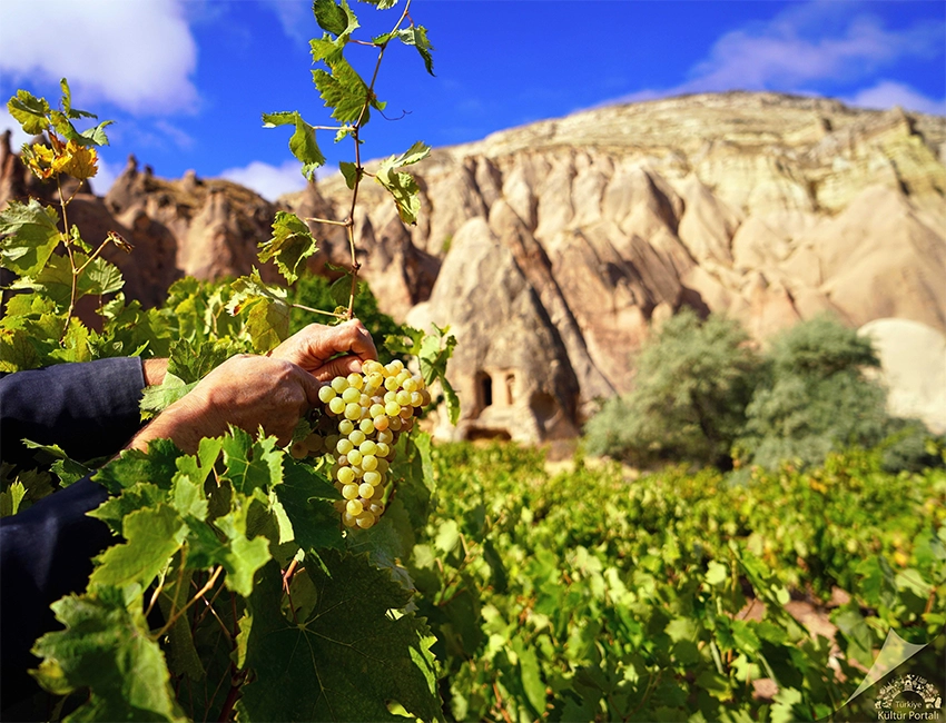 Cappadocia vineyards with grapevines growing on volcanic soil